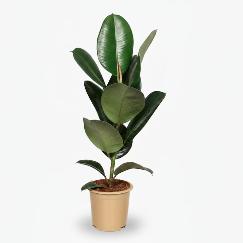 Ficus Elastica Robusta – Plante caoutchouc - Verdeia