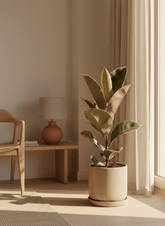 Ficus Elastica Tineke - Caoutchouc panaché - Verdeia