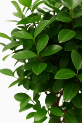 Ficus microcarpa ‘Moclame’ – Figuier d’intérieur élégant - Verdeia