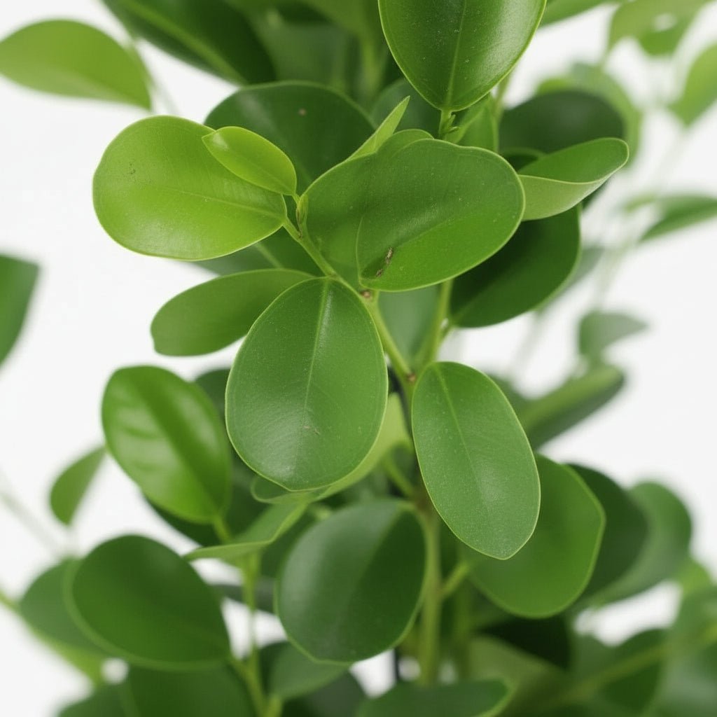 Ficus Microcarpa Moclame – Ø21 cm – H95 cm - Verdeia