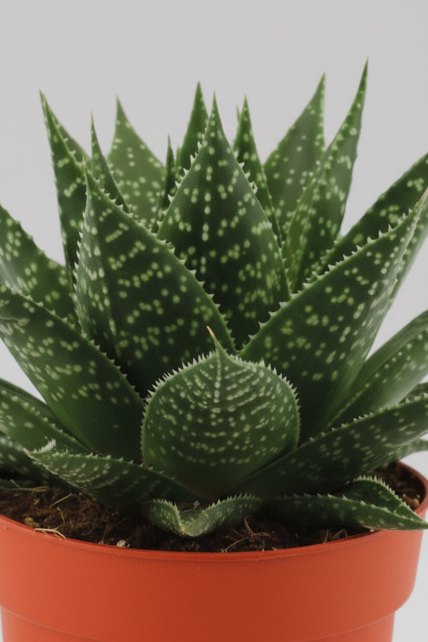 Gasteria Hybride Aurora — Ø11 cm — H15 cm - Verdeia