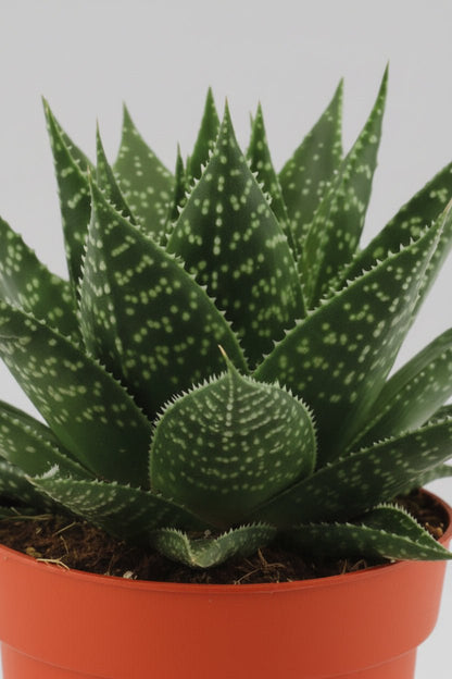 Gasteria Hybride Aurora — Ø11 cm — H15 cm - Verdeia