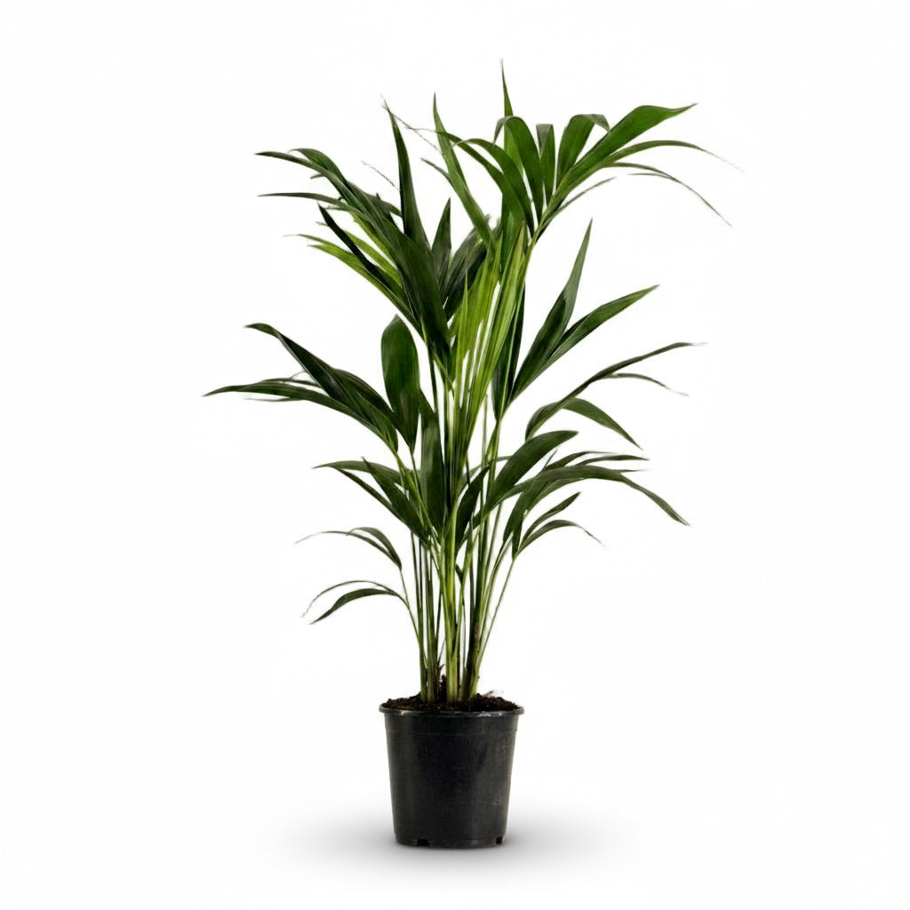 Howea forsteriana – Palmier Kentia d’intérieur tropical - Verdeia