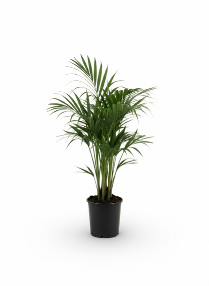 Howea forsteriana – Palmier Kentia d’intérieur tropical - Verdeia
