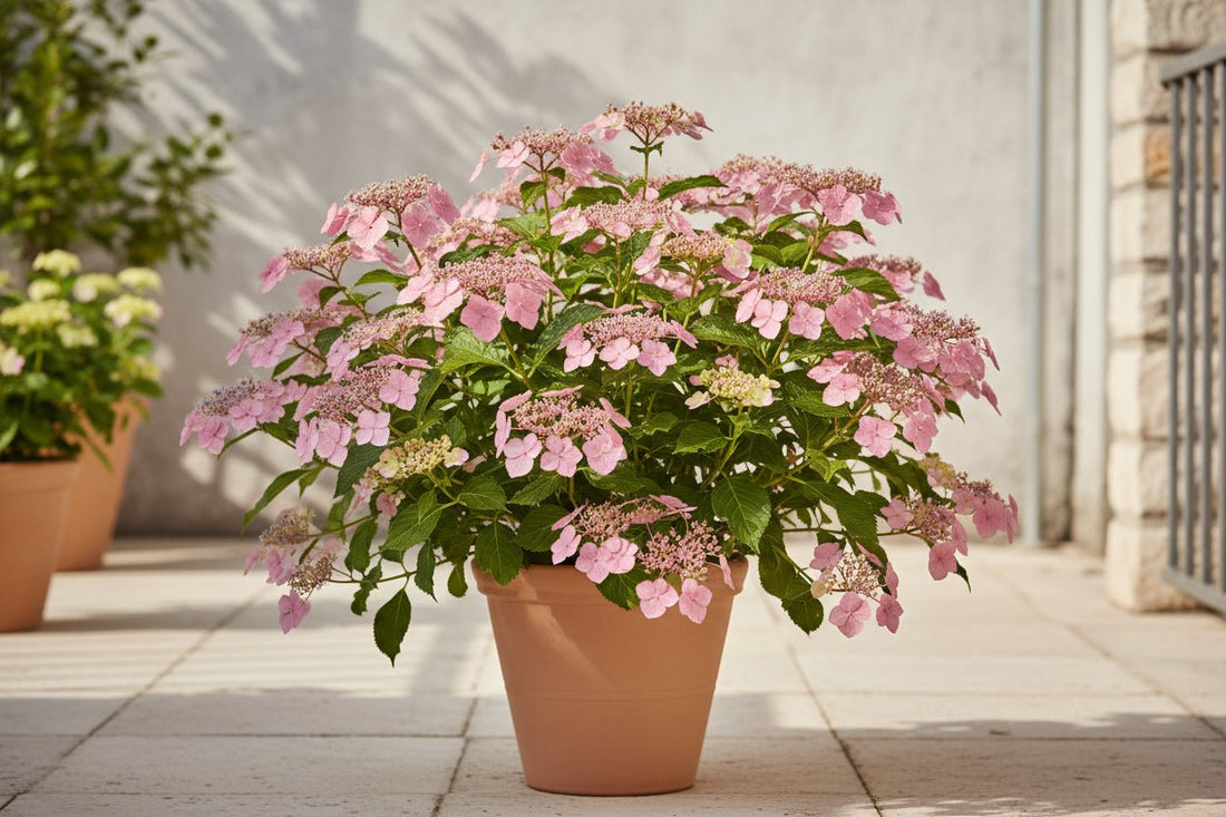 Hydrangea serrata ‘Pink Petticoat’® – Hortensia dentelé rose – D19 x H25cm - Verdeia
