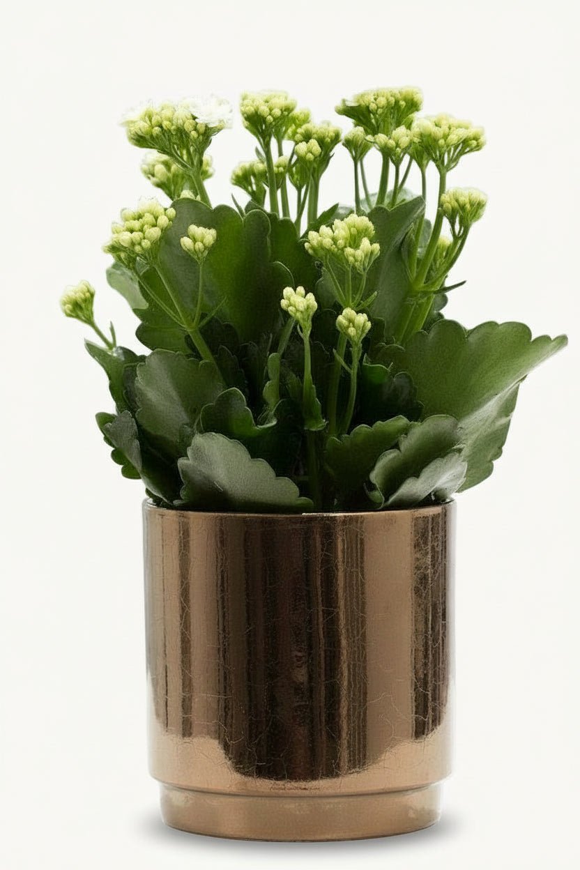 Kalanchoe blanc – Pot céramique doré bronze (Ø12 x H27 cm) - Verdeia