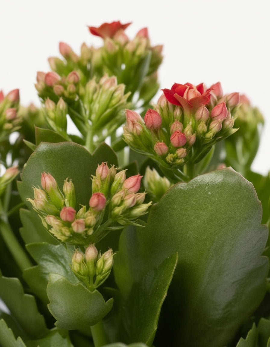 Kalanchoe rouge – Pot céramique blanc (Ø12 x H27 cm) - Verdeia