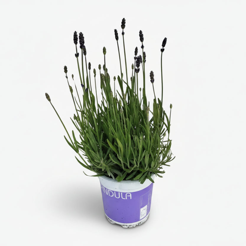 Lavande Hidcote Blue — Lavandula angustifolia — Ø12 cm — H20 cm - Verdeia