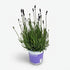 Lavande Hidcote Blue — Lavandula angustifolia — Ø12 cm — H20 cm - Verdeia