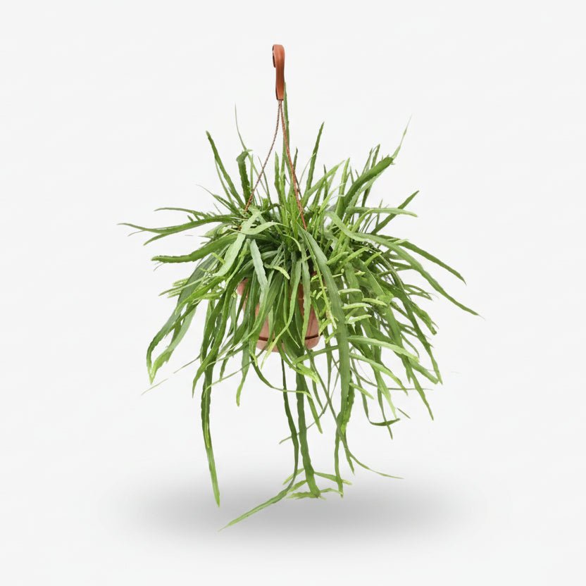 Lepismium Bolivianum — Cactus corail — Ø17 cm — H55 cm - Verdeia