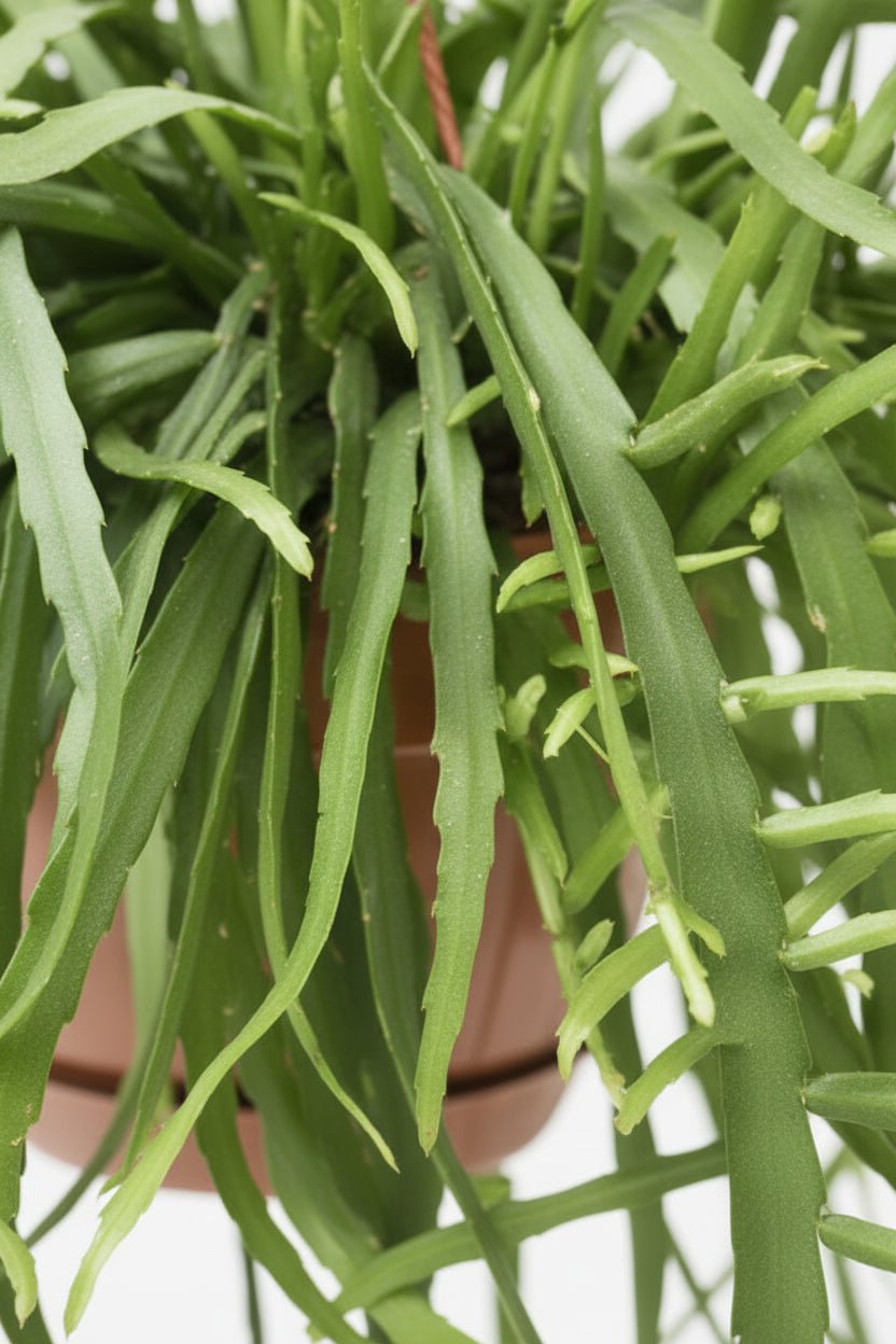Lepismium Bolivianum — Cactus corail — Ø17 cm — H55 cm - Verdeia