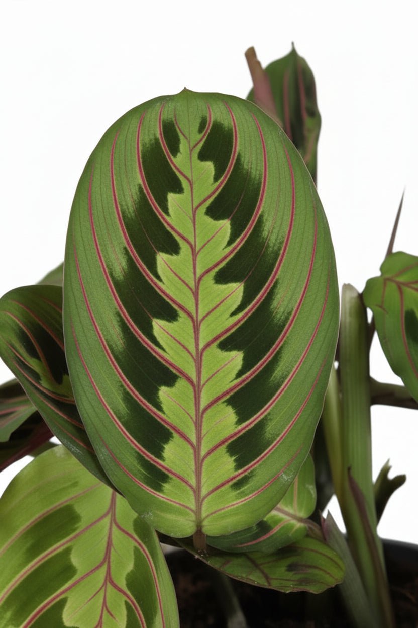 Maranta Leuconeura &