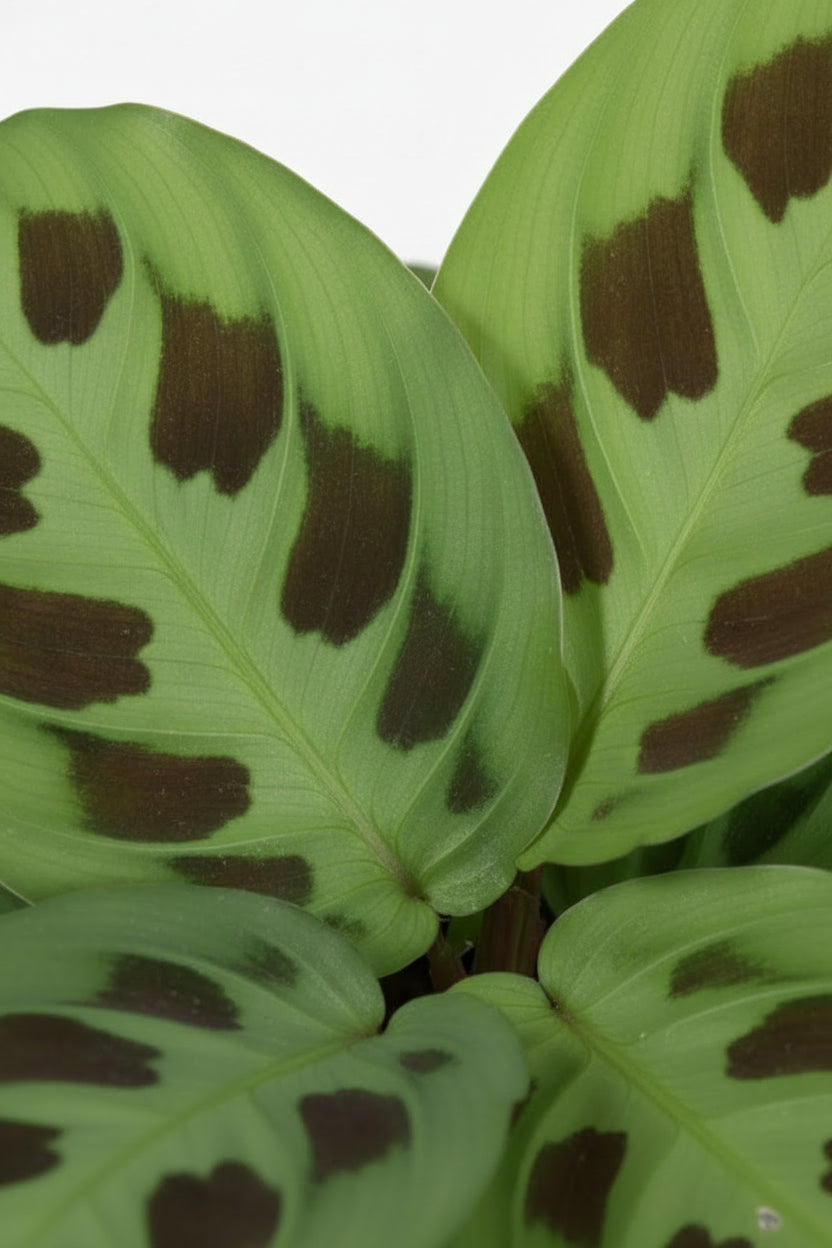 Maranta Leuconeura Kerchoveana — Plante de prière — Ø12 cm — H30 cm - Verdeia