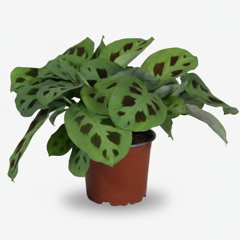 Maranta Leuconeura Kerchoveana — Plante de prière — Ø12 cm — H30 cm - Verdeia