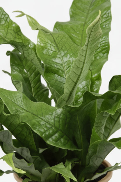 Microsorum Diversifolium — Fougère kangourou — Ø17 cm — H45 cm - Verdeia