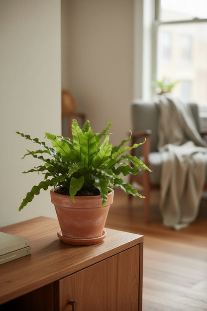 Microsorum Diversifolium — Fougère kangourou — Ø17 cm — H45 cm - Verdeia