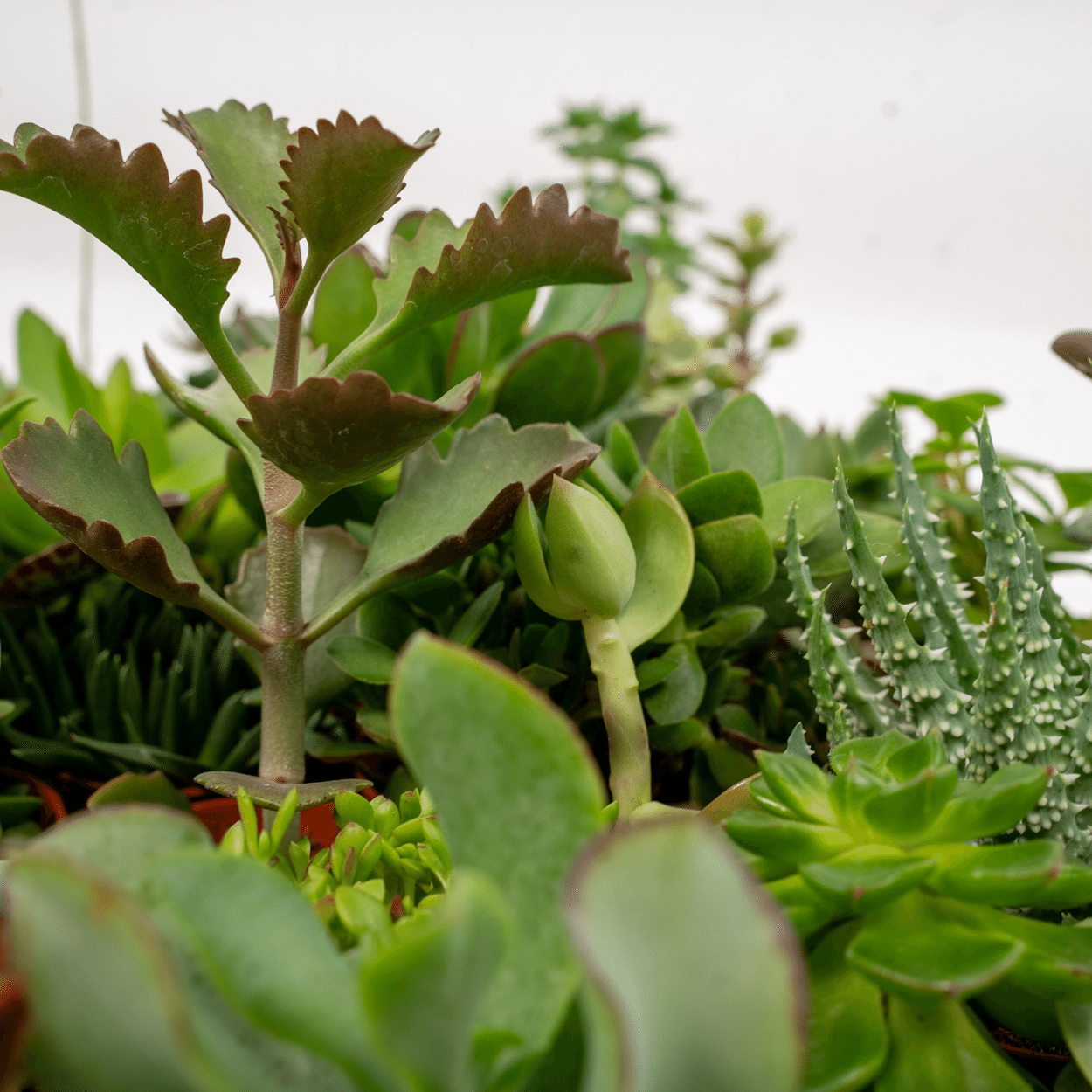 Mix de 10 Succulentes — Plantes grasses assorties — Ø5,5 cm — H7 cm - Verdeia