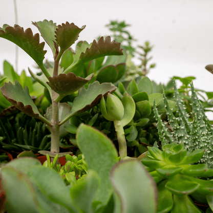 Mix de 10 Succulentes — Plantes grasses assorties — Ø5,5 cm — H7 cm - Verdeia