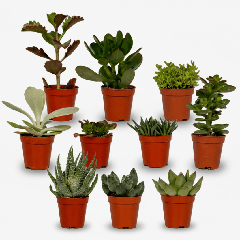 Mix de 10 Succulentes — Plantes grasses assorties — Ø5,5 cm — H7 cm - Verdeia
