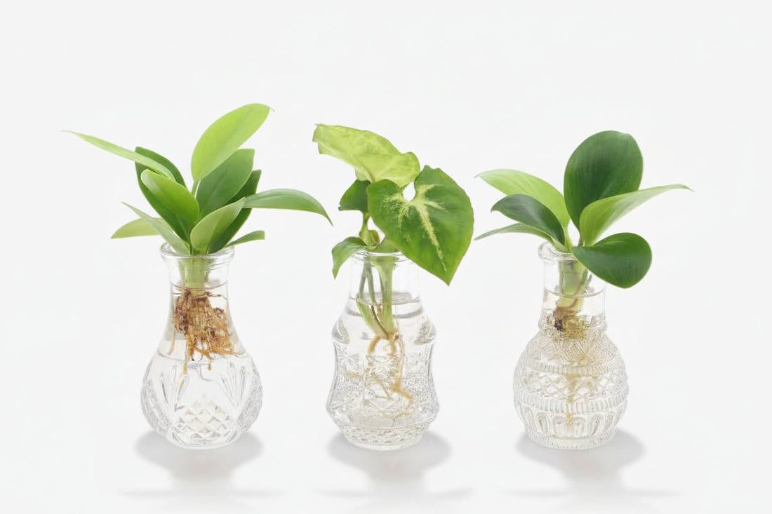 Mix de plantes en bocal Berlin — Lot de 3 — Ø7 cm — H10 cm - Verdeia