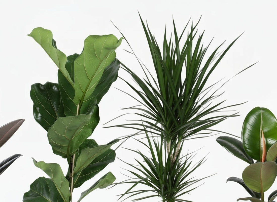 Mix de plantes vertes — Lot de 4 — Ø17 cm — H55–75 cm - Verdeia