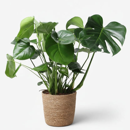 Monstera deliciosa — Ø21 x H60 cm — Prête à poser — Panier naturel - Verdeia