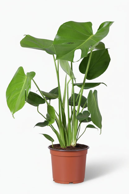 Monstera deliciosa – Plante à trous / Faux philodendron - Verdeia