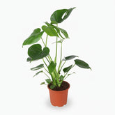 Monstera deliciosa – Plante à trous / Faux philodendron - Verdeia
