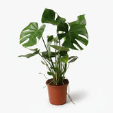 Monstera deliciosa – Plante à trous / Faux philodendron - Verdeia