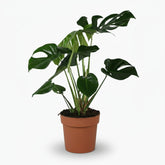 Monstera deliciosa – Plante à trous / Faux philodendron - Verdeia
