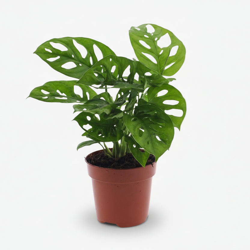 Monstera Monkey Leaf – Monstera adansonii - Verdeia