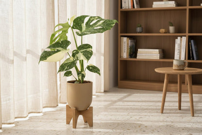 Monstera Thai Constellation — Ø15 cm — H50 cm - Verdeia
