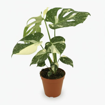 Monstera Thai Constellation — Ø15 cm — H50 cm - Verdeia