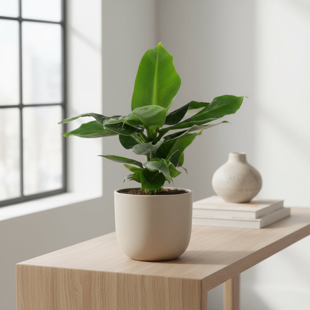 Musa Oriental Dwarf – Bananier nain – Ø12cm – ↕25cm - Verdeia