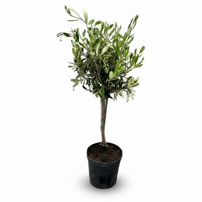 Olea europaea – Olivier d’intérieur et d’extérieur - Verdeia