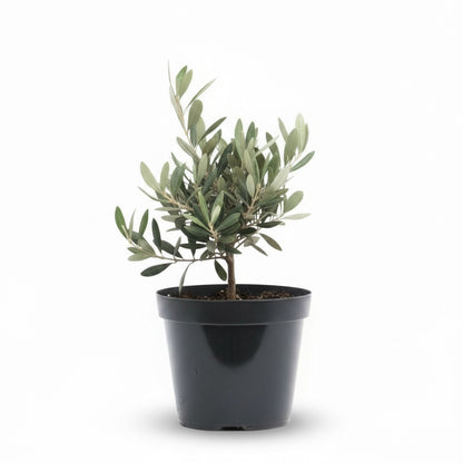 Olea europaea – Olivier d’intérieur et d’extérieur - Verdeia