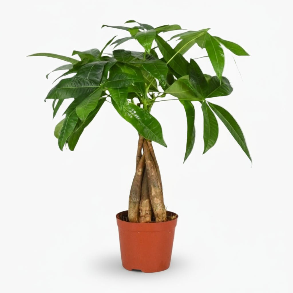 Pachira aquatica — Arbre à monnaie - Verdeia