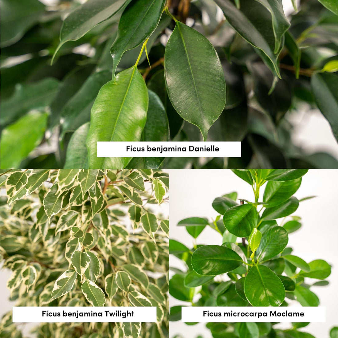 Pack 3 Ficus avec 3 paniers Selin — Benjamina Danielle + Benjamina Twilight + Microcarpa Moclame — 3 plantes - Verdeia