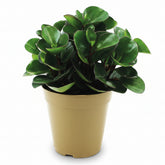 Peperomia Burning Bush - Ø15cm - H25cm - Verdeia