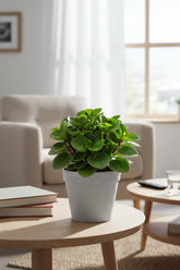 Peperomia Burning Bush - Ø15cm - H25cm - Verdeia