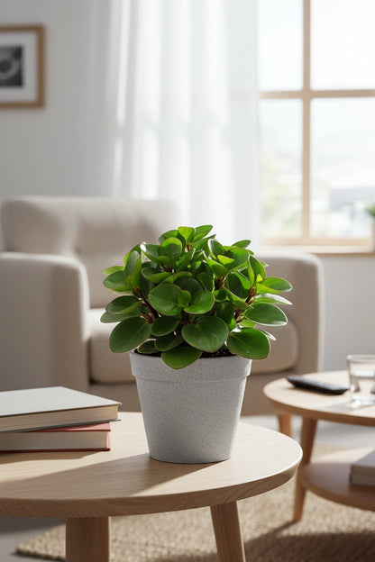 Peperomia Burning Bush - Ø15cm - H25cm - Verdeia