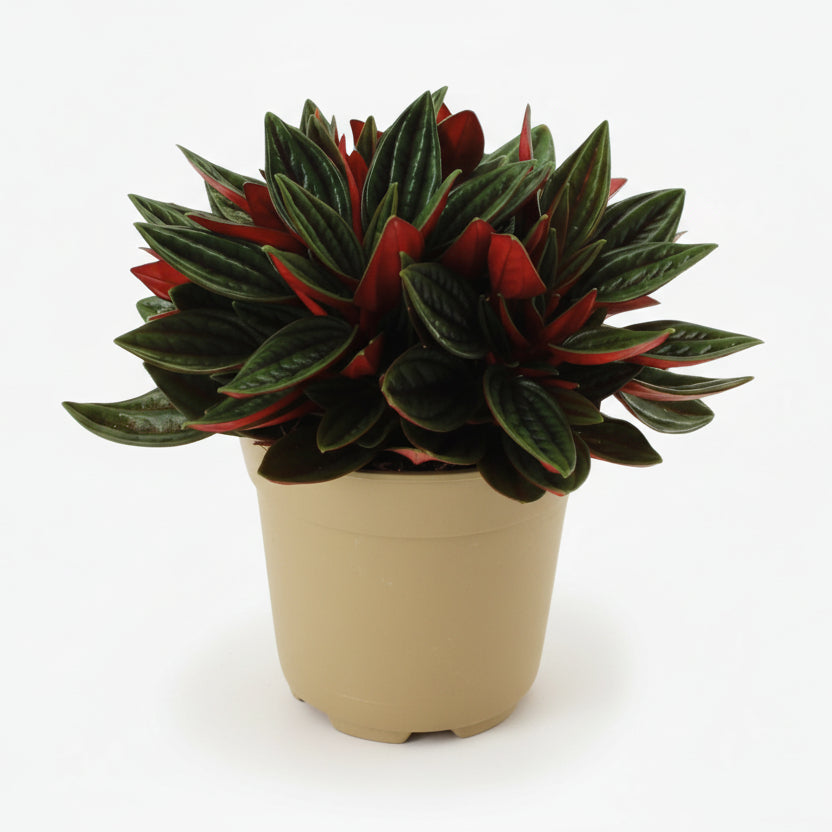 Peperomia caperata ‘Rosso’ — Ø11 cm — H15 cm - Verdeia