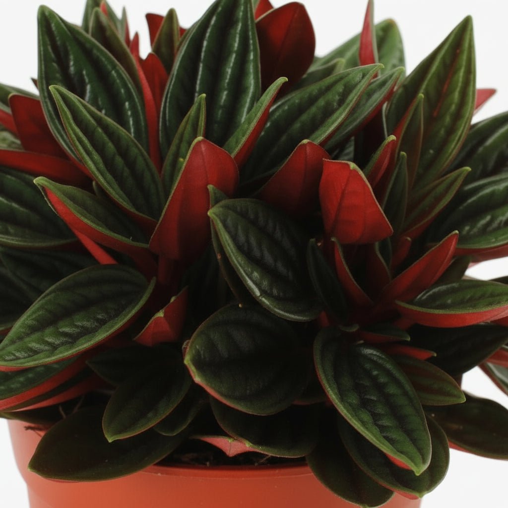 Peperomia caperata ‘Rosso’ — Ø11 cm — H15 cm - Verdeia