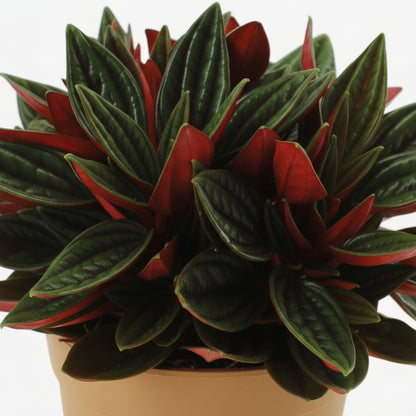 Peperomia caperata ‘Rosso’ — Ø11 cm — H15 cm - Verdeia