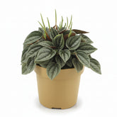 Peperomia Napoli Nights - 10,5 x 15cm - Verdeia