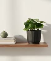 Peperomia Raindrop – Pot céramique noir mat (Ø12 x H25 cm) - Verdeia