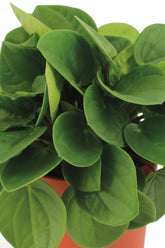 Peperomia Rana Verde — Ø11 cm — H15 cm - Verdeia