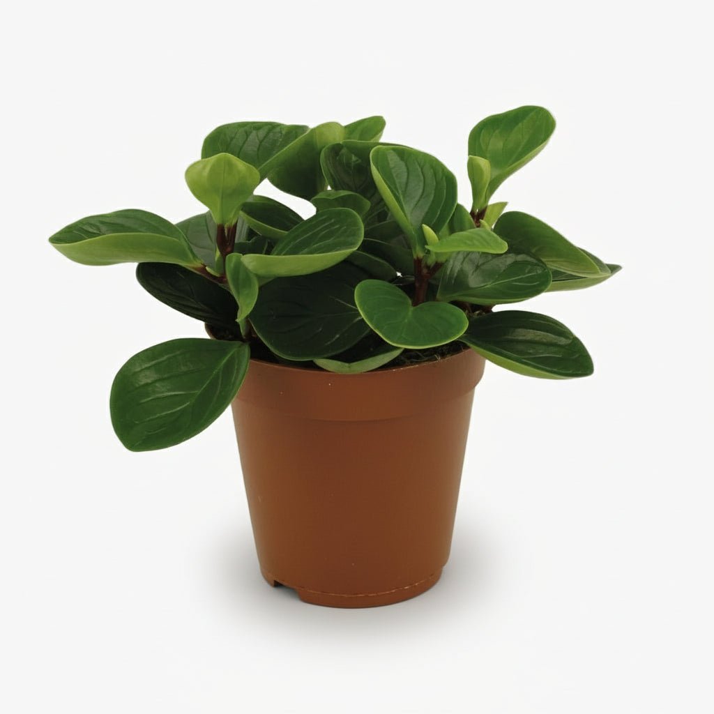 Peperomia Rouge ‘Red Canyon’ — D15 x H25 cm - Verdeia
