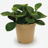Peperomia Rouge ‘Red Canyon’ — D15 x H25 cm - Verdeia