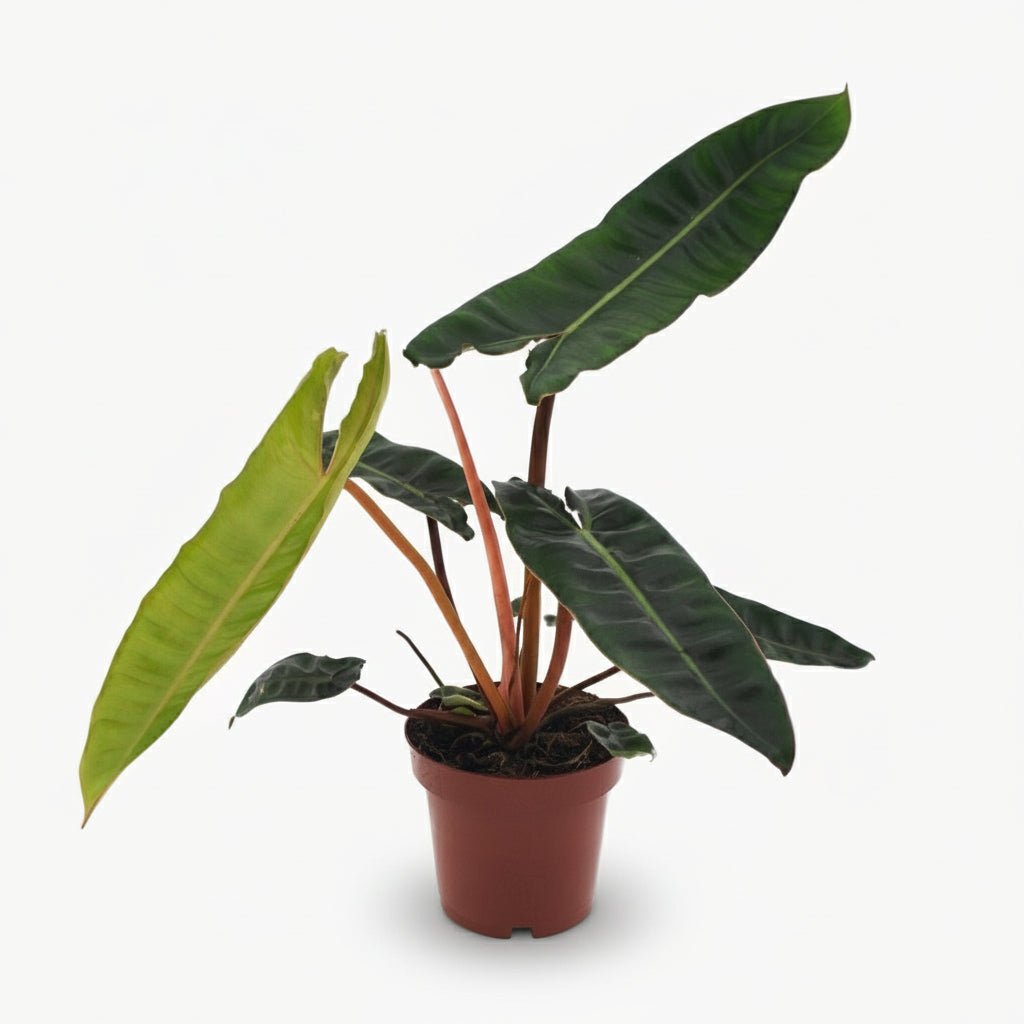 Philodendron Billietiae – Ø12 cm – H25 cm - Verdeia